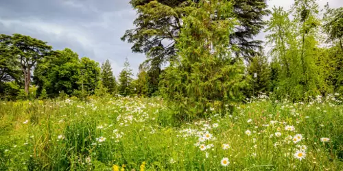 Environmental restoration projects encounter diverse ecological challenges requiring specialist expertise: