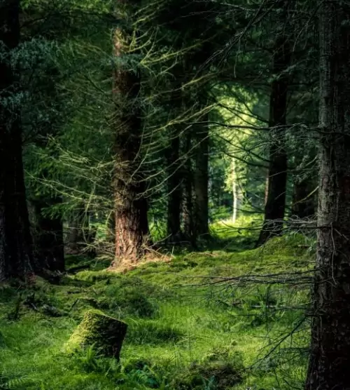 Corporate grove purchase sees Horizon start to offset emissions